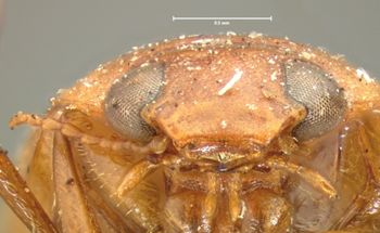 Media type: image;   Entomology 6015 Aspect: head frontal view